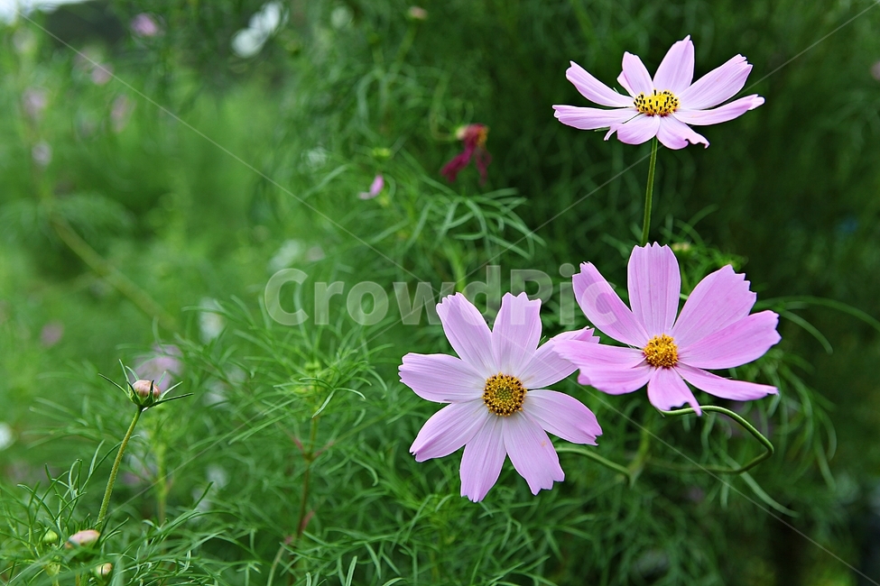 코스모스,꽃,꽃잎,잎,식물,자연,가을,계절,fall,autumn,season,식물,자연,plants,nature,꽃,flower,plant
