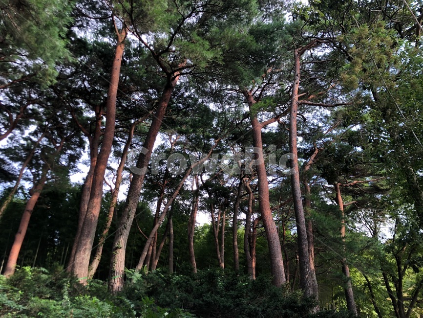 산림,tree,나무,plant,식물,treetrunk,나무줄기,소나무,자연,풍경,한국