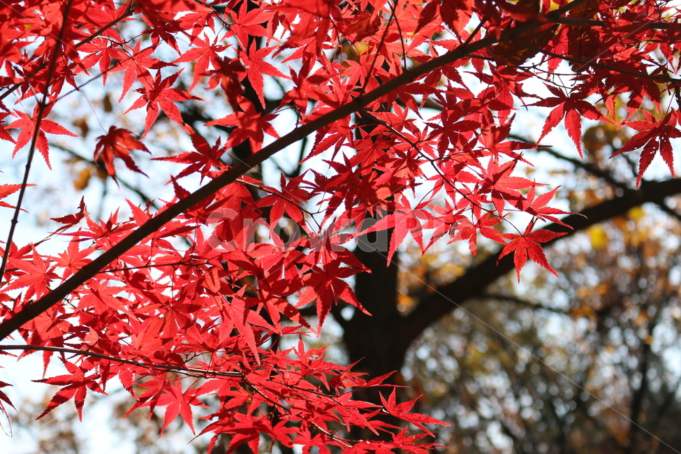 plant,식물,leaf,잎,tree,나무,단풍,maple,가을,계절,fall,autumn,season