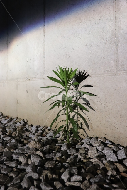 식물,plant,flower,dark,그림자,shadow,꽃,stone,콘크리트벽,노출콘크리트,파편,rubble,벽