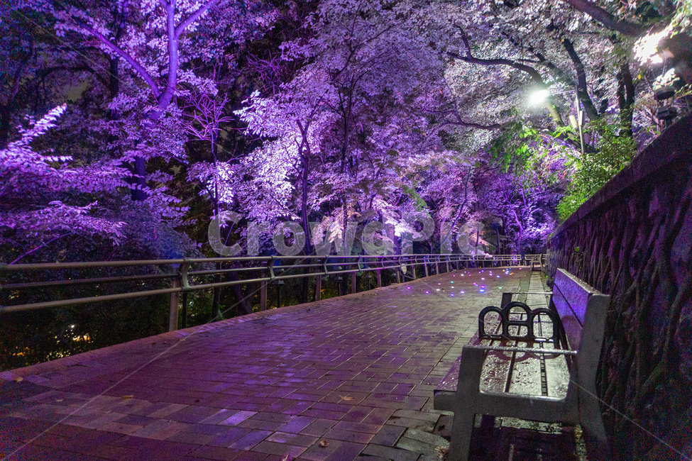 자유공원,산책,야경,벤치,공원,의자,bench,chair,prak,길,산길,숲,숲길,오솔길,수풀,나무,자연,led,조명,tree,통행로,path,nature