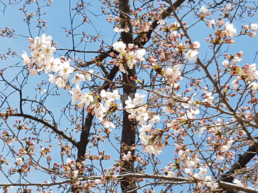 꽃,식물,봄,벚꽃,cherryblossoms,spring,봄,계절,spring,season,식물,자연,plants,nature,꽃,flower,나무,trees,wood,plant,blossom