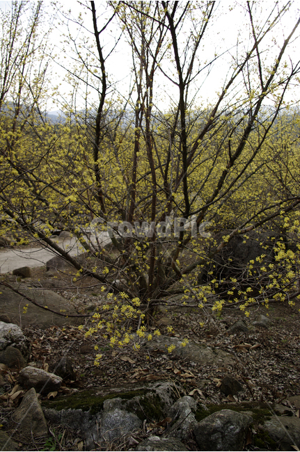 산수유,나무,꽃봉오리,봄,봄날,봄풍경,봄꽃,감성,spring,flower,봄길,산책,봄나들이,식물,꽃,봄,계절,spring,season,식물,자연,plants,nature,나무,trees,wood,tree,plant,tree trunk,나무 줄기