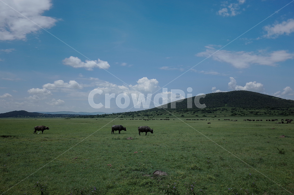 아프리카,르완다,사파리,아카제라국립공원,akageranationalpark,rwanda,africa,야생동물,자연,풍경,nature,landscape,해외,외국,세계,foreign,oversea,world,세계자연풍경,해외자연풍경,외국자연풍경,world nature landscape,동물,animal,포유류,mammal,outdoors,옥외,grassland,목초지,field,들