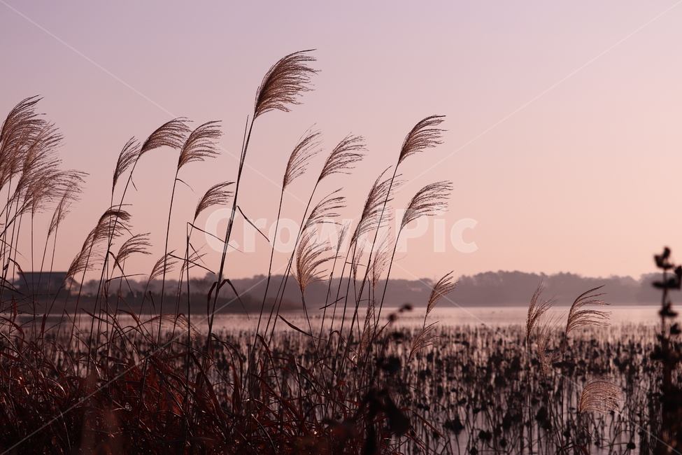 plant,식물,grass,lawn,잔디,reed,갈대,저수지,호수,가을,풍경