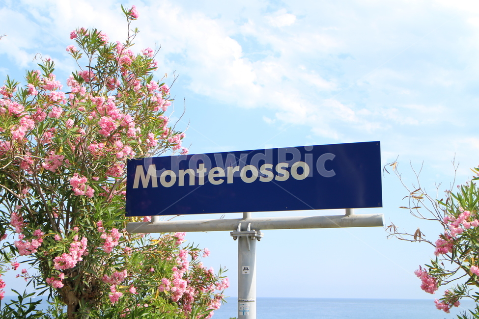 pink,ocean,sea station,station,Europe Station,flower