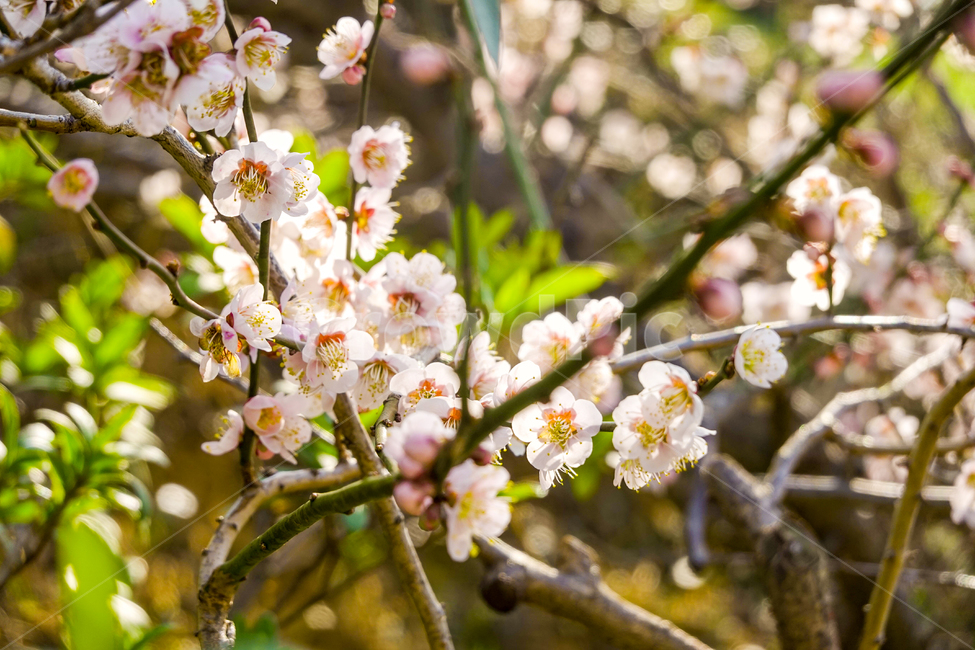 plant,식물,blossom,꽃,flower,매화,매화축제,감성사진,식물,자연,plants,nature,꽃,flower