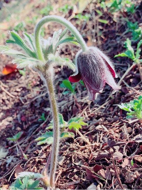 꽃,계절,봄,자연,flower,spring