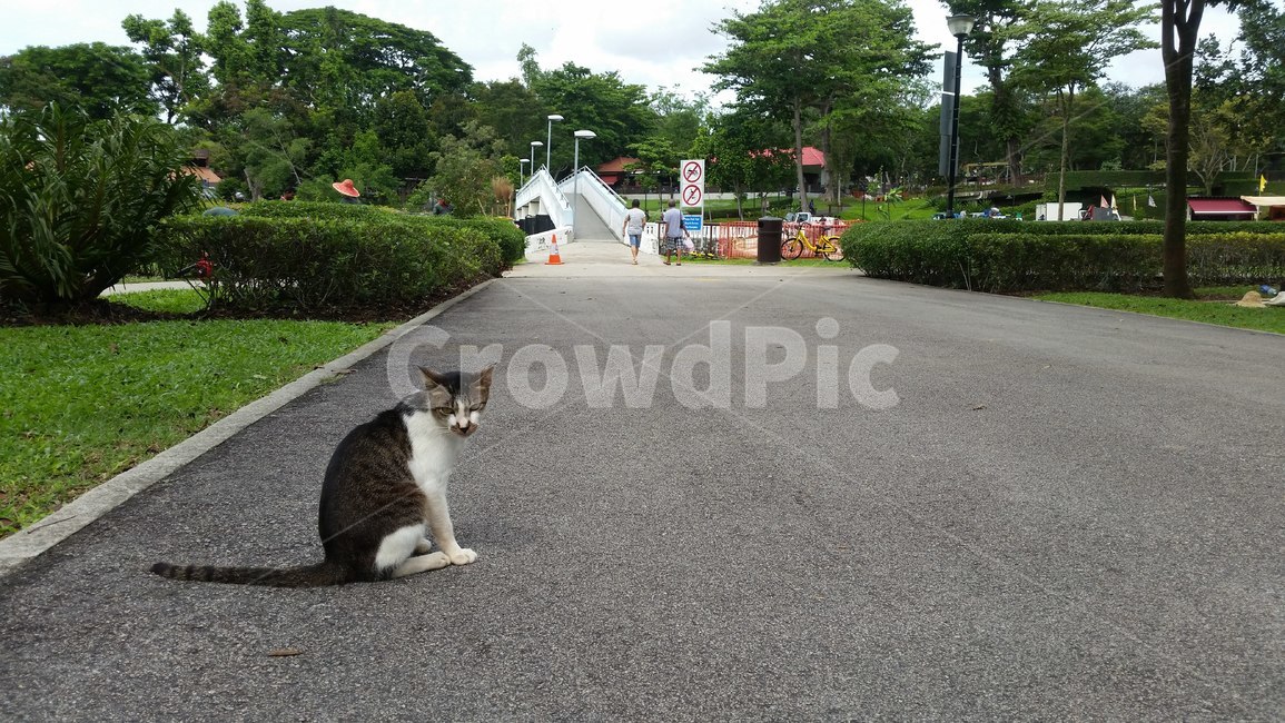 아스팔트,asphalt,공원,길냥이,길고양이,고양이,park,cat,straycat,싱가폴,싱가포르,singapore