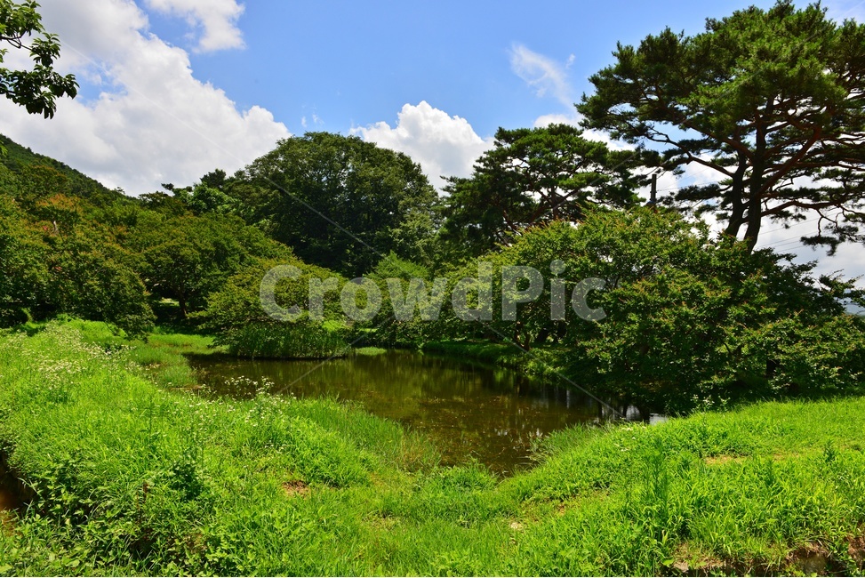 nature,자연,water,물,outdoors,옥외,전남,담양,명옥헌,명옥헌원림,명옥헌여름,계절,신록,하늘,구름,배롱나무
