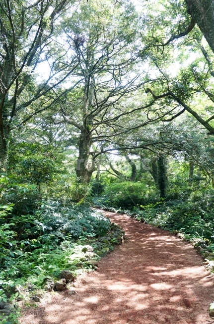 나무,숲길,숲속,오솔길,초록색,녹색,초록빛,비자나무,나뭇잎,길,산,숲,green,tree,forest,path,푸르다,자연,풍경,nature,landscape,식물,plants,나무,trees,wood,휴식,힐링,rest,relaxation,healing,vegetation,초목,plant,outdoors,옥외,garden,정원,arbour,정자,통로