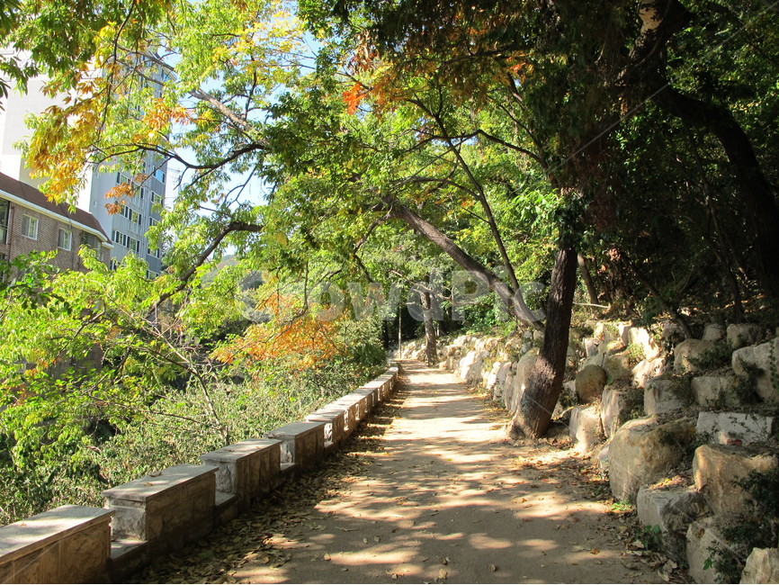 부산,산책,산책로,자연,여름,자연,풍경,nature,landscape,한국자연풍경,한국자연경관,korea nature landscape,식물,plants,나무,trees,wood,휴식,힐링,rest,relaxation,healing,plant,tree,tree trunk,나무 줄기
