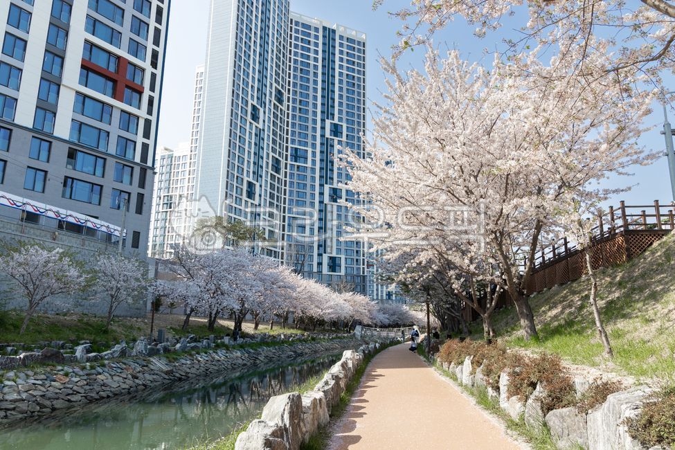cherry,Cherry Blossom,leading,cherryblossom,Spring background,building,spring,spring flowers,Haesucheon,sight,season,Busan travel,flower snap,tree,flower,background,busan,spring scenery,flower scenery,flower background,travel,Busan Yeongdo,apartment,walk,