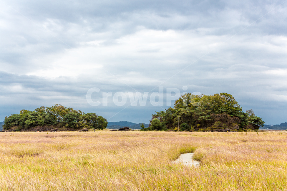 우움도,갈대,구름,하늘,감성,습지,풍경,가을,계절,fall,autumn,season,자연,풍경,nature,landscape,한국자연풍경,한국자연경관,korea nature landscape,outdoors,옥외,grassland,목초지,field,들,savanna,대초원