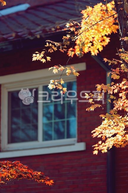 단풍,가을,용산공원,붉은벽돌,공원,가을단풍,낙엽