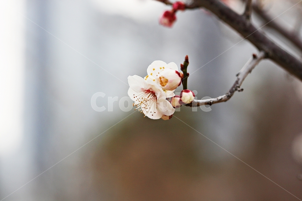 살구꽃,꽃,살구나무,자연,배경,봄,계절,spring,season,식물,자연,plants,nature,꽃,flower,plant