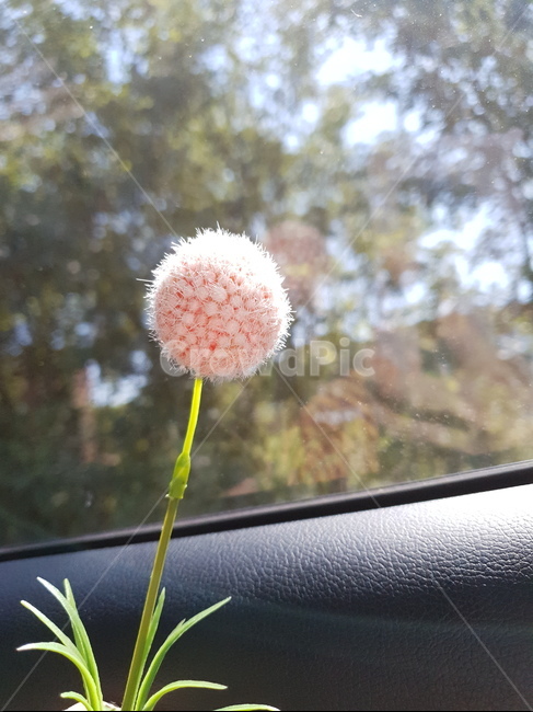 flower,꽃,sunlight,햇빛,따듯함,생기,인연,감성사진,조화
