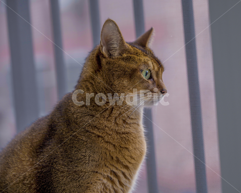 abyssinian,아비시니안,포유류,cat,고양이,동물,animal,pet,반려묘,동물,animal,포유류,mammal,고양이,cat,kitten,kitty