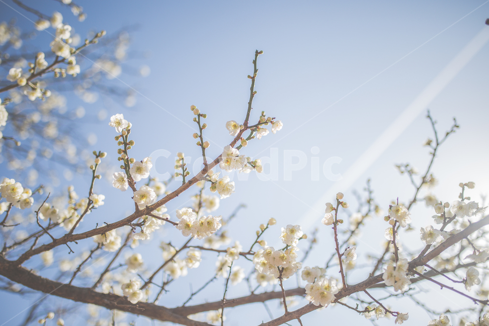 꽃,봄,매화,자연,스냅,감성,풍경,봄,계절,spring,season,식물,자연,plants,nature,꽃,flower,감성,sensible,feeling,plant,blossom
