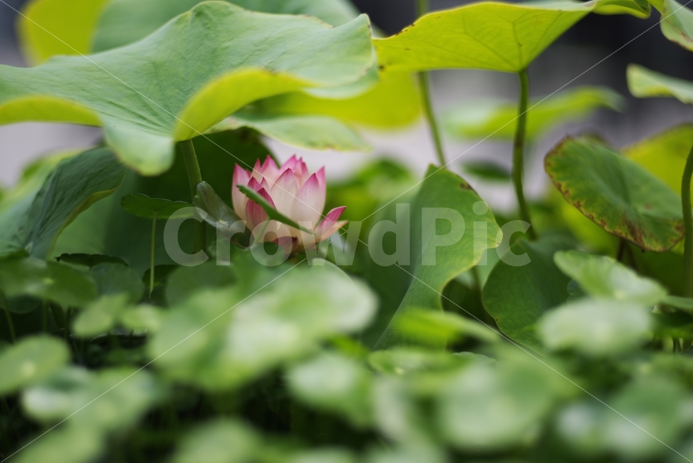 연꽃,여름,여름꽃,lotus,summer,flower,floral,flora,blossom,bloom,blooming,summerflower,season,seasonflower,petal,leaf,pink,pinkpetal,beauty,beautiful,nature,natural,분홍,분홍꽃,잎,연잎,이파리,자연,식물,자연,plants,nature,꽃,flower