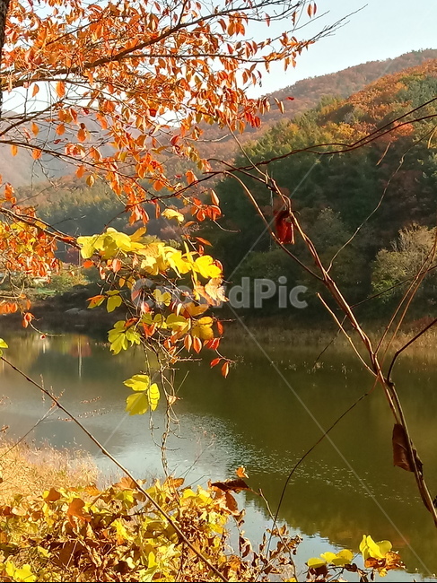 낙엽,단풍,落葉,leaves,나뭇잎,단풍나무,식물,maple,낙엽활엽관목,잎,계절,가을,자연,풍경,outdoors,옥외,fallautumnseason,naturelandscape,풍경사진,산,저수지,물,호수,가을,계절,fall,autumn,season,leaf,plant,tree,나무,water