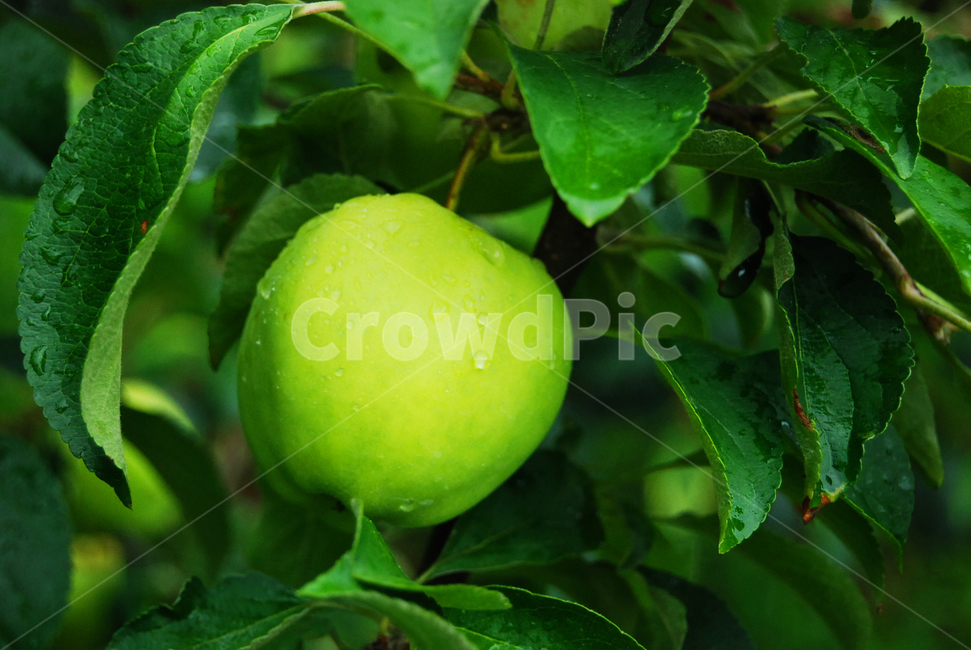 자연,식물,사과,풋사과,열매,음식,식재료,요리,food,cook,meal,dishes,food reserves,과일,열매,fruit