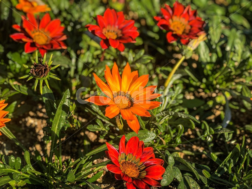 plant,blossom,꽃,식물,flower,자연,식물,자연,plants,nature,꽃,flower