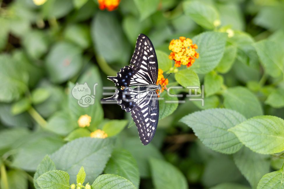 antenna,pattern,swallowtail butterfly,leaf,flower,swallowtail,lantana,bug,closeup,butterfly,insect,wing,feeler,Almost