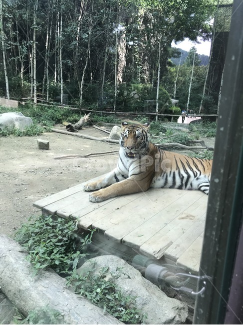 호랑이,동물,사나운,놀이동산,자연