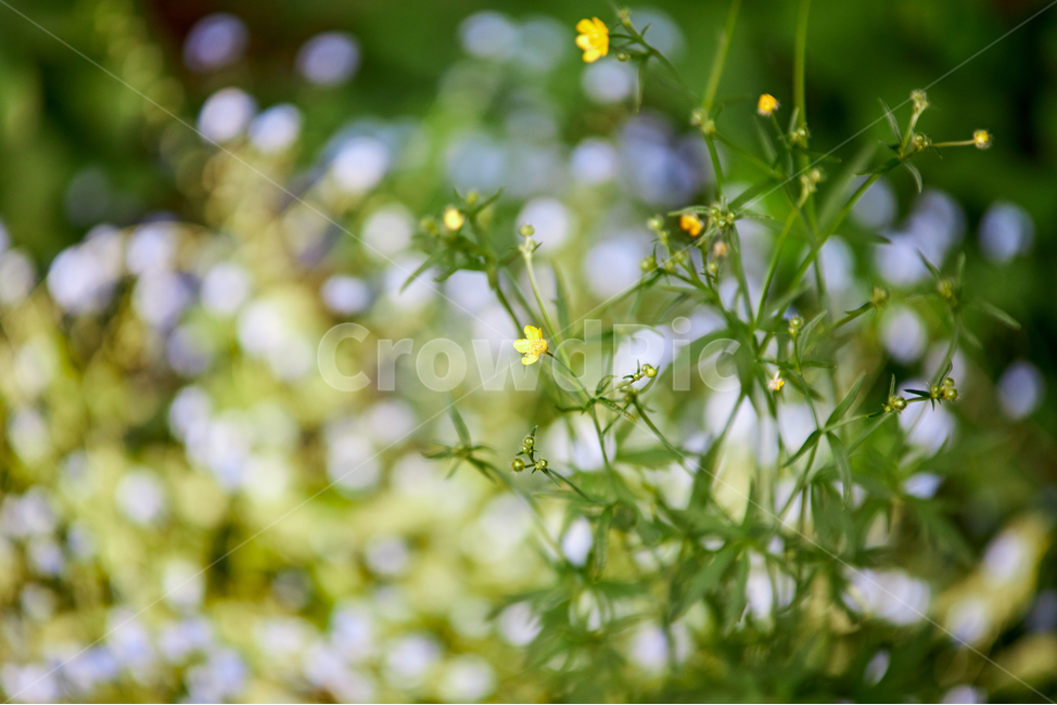식물,plant,꽃,flower,자연,nature,감성사진,보케,식물,자연,plants,nature,꽃,flower