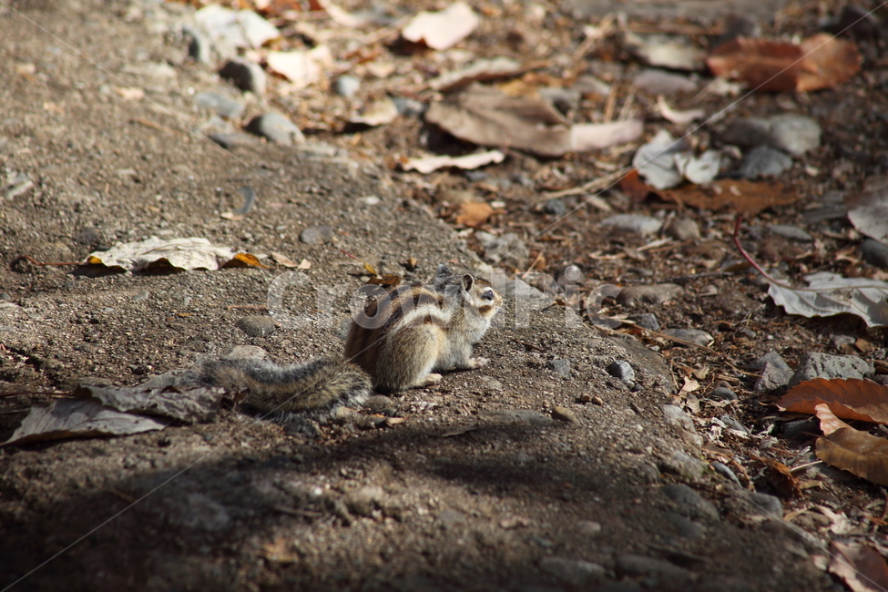 야생동물,다람쥐,줄무늬다람쥐,동물,squirrel,chipmunk,한국다람쥐,Siberianchipmunk,동물,animal,포유류,mammal