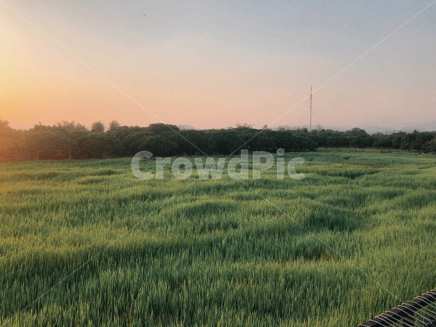 치앙마이휴양지,치앙마이,치앙마이선셋,논,sunset,치앙마이노을,국외,풍경,자연,논밭,일몰