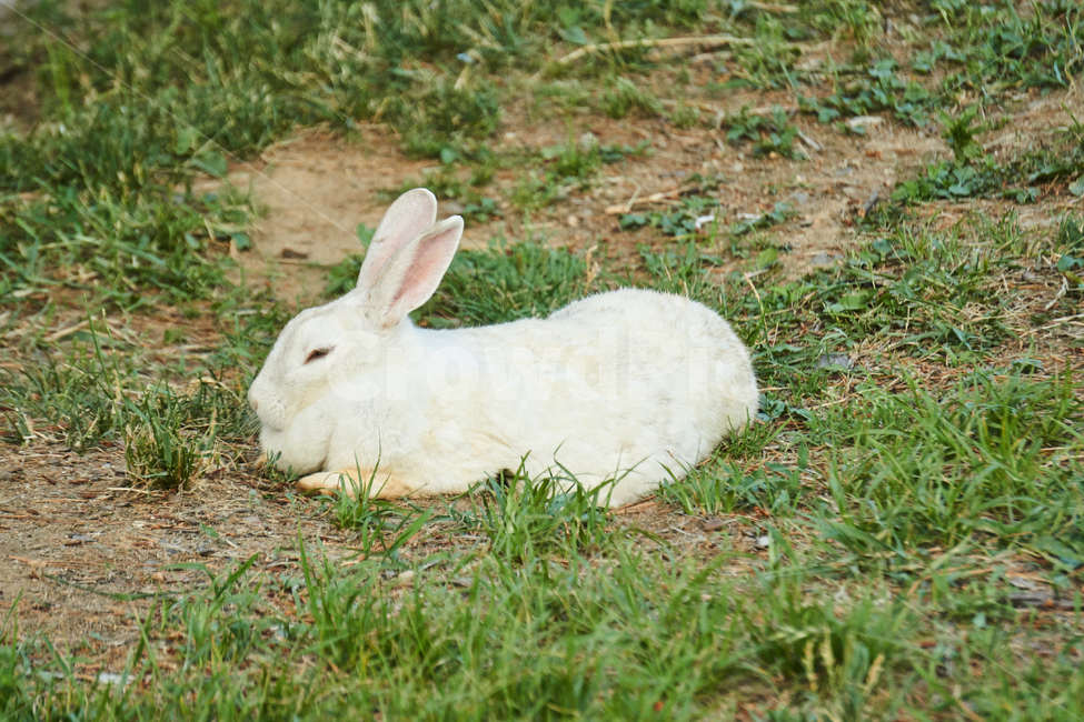 토끼,동물,야생,초식동물,포유류,자연,nature,rabbit,animal,야생동물,plant,식물,동물,animal,포유류,mammal
