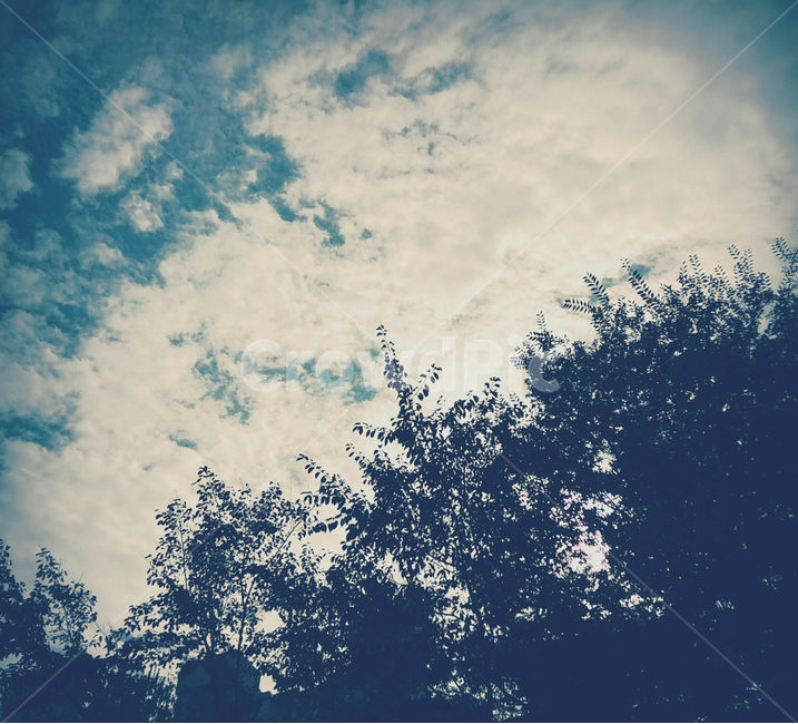 하늘,sky,나무,tree,blue,자연,풍경,nature,landscape,light,빛,flare,플레어