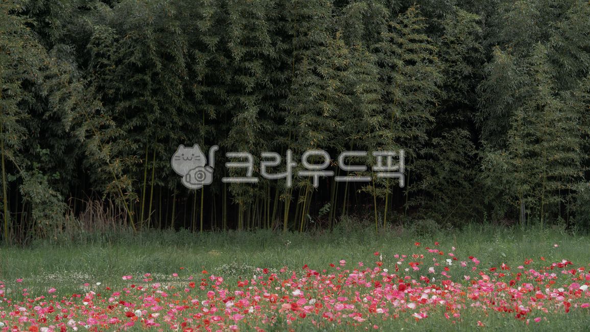 대나무숲,대나무,양귀비,꽃,꽃밭,식물,plant,식물,자연,plants,nature,꽃,flower