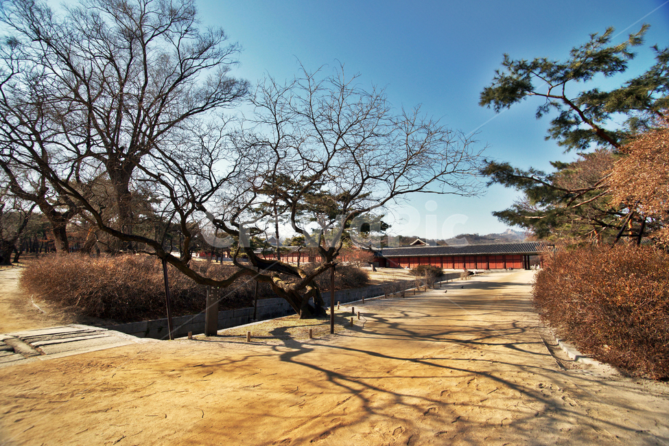 후원,창경궁,궁궐,조선시대,고건축,정원,한국전통,한국문화,korean traditional,korean culture,랜드마크,landmark,tourist attraction,한국랜드마크,한국관광지,한국명소,korea landmark,korea tourist attraction