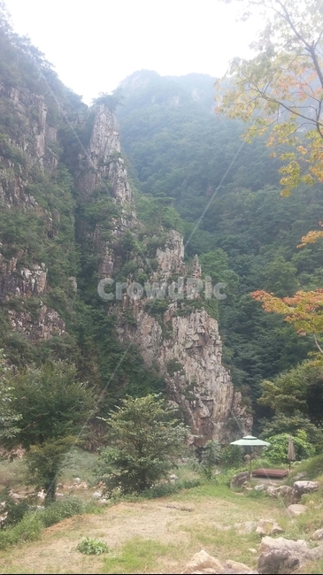 절벽,바위,소나무,낭떠러지,cliff
