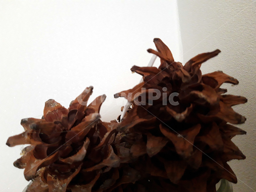 솔방울,갈색,자연,클로즈업,투명그릇,그릇,브라운,cone,brown,nature,closeup,과일,열매,fruit