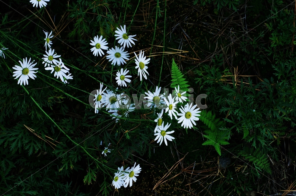 september,가을,들꽃,꽃,구절초,식물,자연,plants,nature,꽃,flower