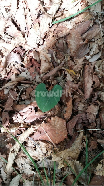 leaf,plant,식물,ground,바닥,나뭇잎,시골,시골풍경,하트나뭇잎,낙엽,시골길,자연,가든,식물원,풍경,꽃,야외,풀
