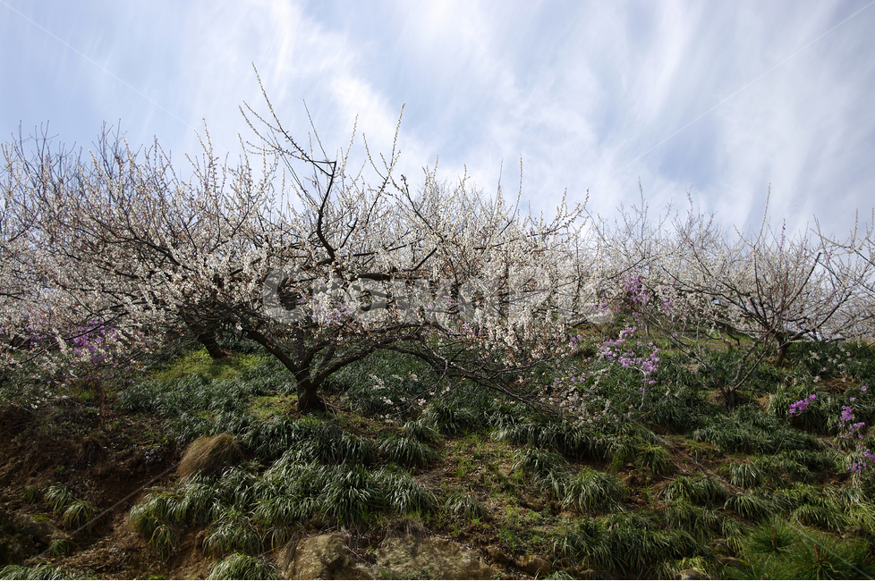 매화,나무,하늘,파란하늘,꽃봉오리,봄,봄날,봄풍경,봄꽃,감성,spring,flower,봄길,산책,봄나들이,식물,꽃,초록,봄,계절,spring,season,자연,풍경,nature,landscape,plant