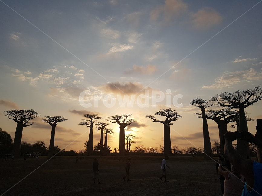마다가스카르,바오밥,바오밥나무,어린왕자,노을,석양,sunset,나무,narure,구름,하늘,sky,자연,tree,색감,감성,color,아프리카,africa,옥외,outdoors,자연,풍경,nature,landscape,나무,trees,wood