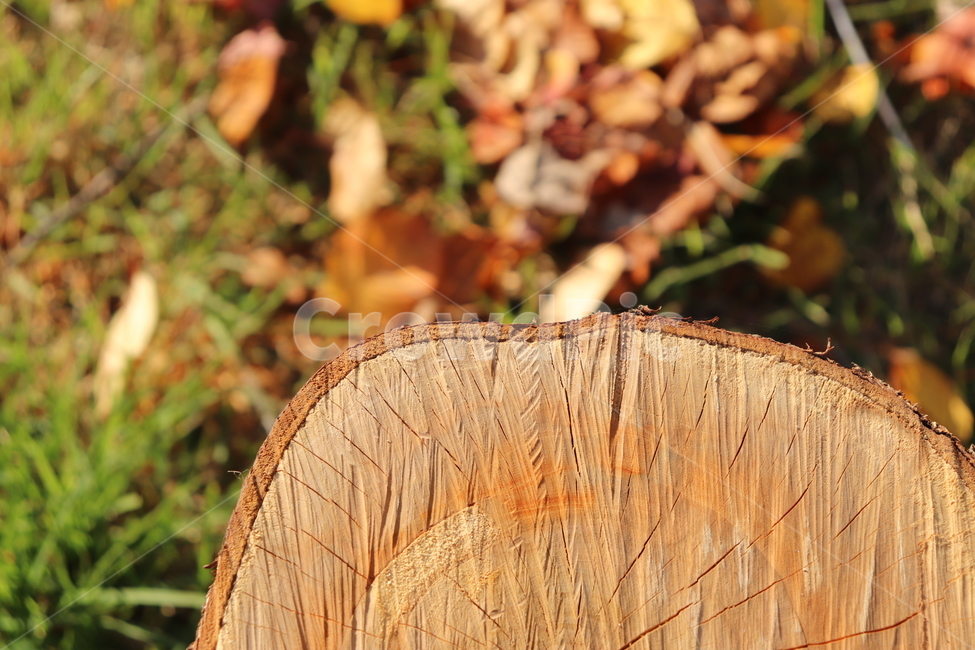 wood,tree,treering,나무,나무나이테,나이테