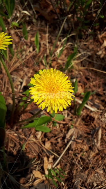 봄꽃,노란꽃,야생화,4월,들판,flower,blossom,wildflower,yellowflower,april,spring,노랑,노란,식물,자연,plants,nature,꽃,flower