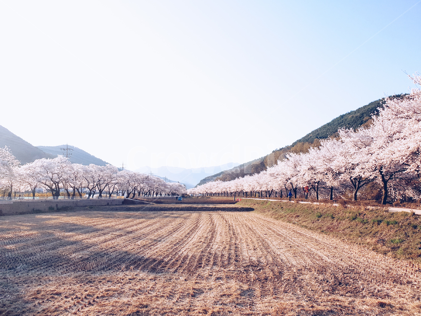 자연풍경,벚꽃,벚꽃길,밭,하늘,나무,산,봄,꽃,청명,맑은하늘,꽃길,길,봄,계절,spring,season,자연,풍경,nature,landscape,plant,식물