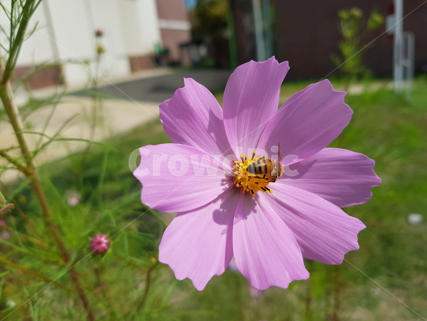 가을,코스모스,벌,자연,cosmos,꽃,가을,계절,fall,autumn,season,식물,자연,plants,nature,꽃,flower,동물,animal,곤충,벌레,insect,bug,plant,blossom,geranium,제라늄