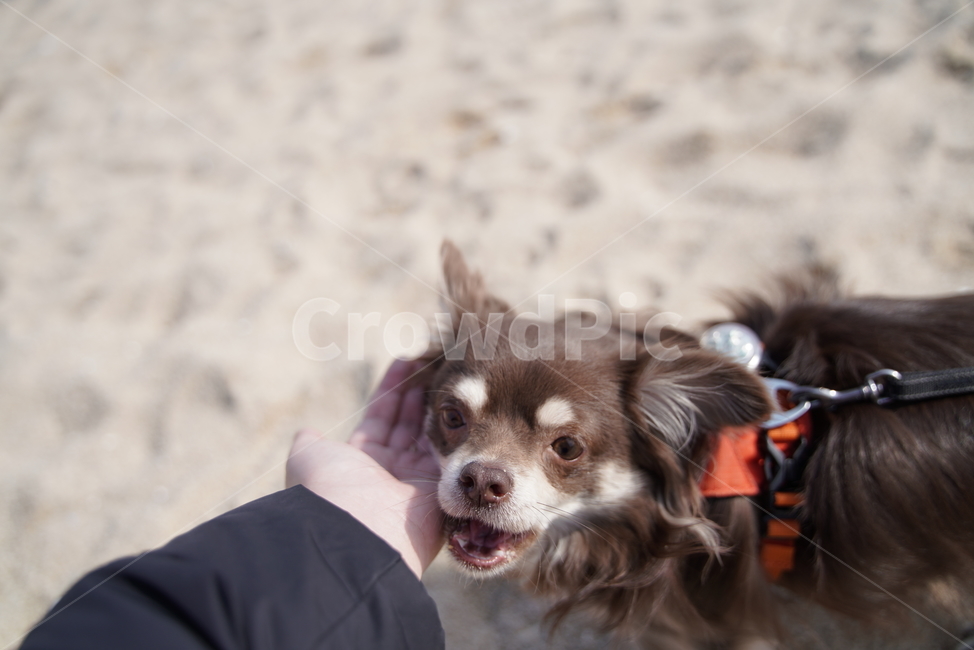 강아지,개,치와와,장모치와와,초코탄강아지,초코탄치와와,초코탄장모치와와,바다