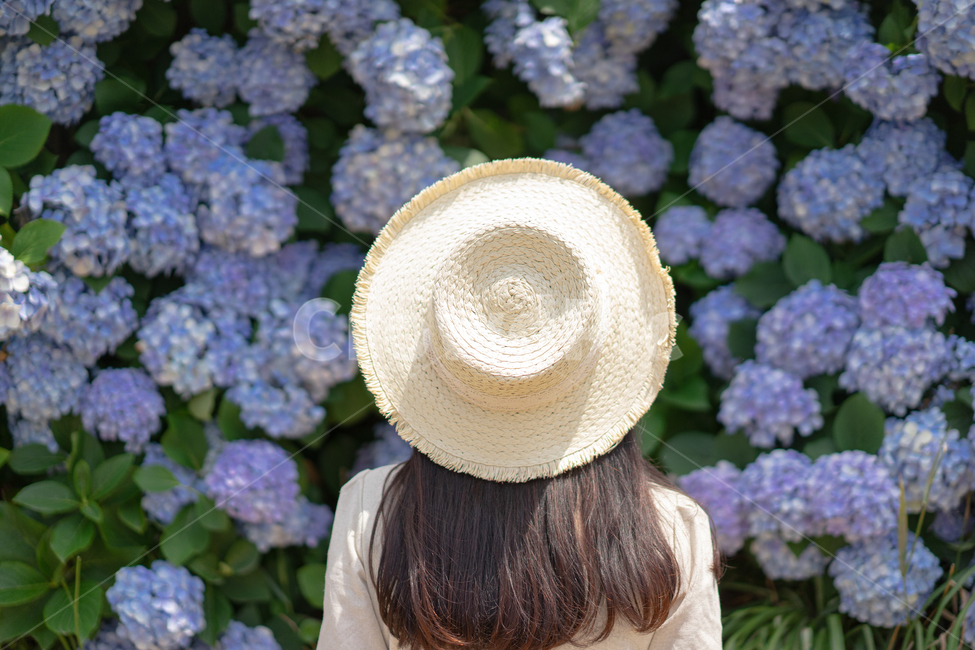 수국,모자,여자,여성,꽃,hat,식물,자연,plants,nature,꽃,flower,사람,인물,인간,human,person,여성,여자,woman,female,lady,여행,휴가,traveling,vacation,trip