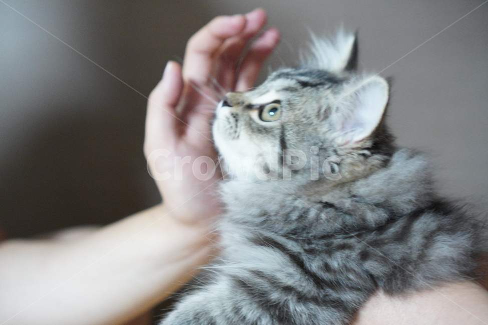 고양이,아기고양이,어린고양이,페르시안고양이,냥이,반려묘,동물,animal,포유류,mammal,고양이,cat,kitten,kitty