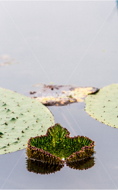 가시연꽃,반영,연못,습지,자연,식물,자연,plants,nature
